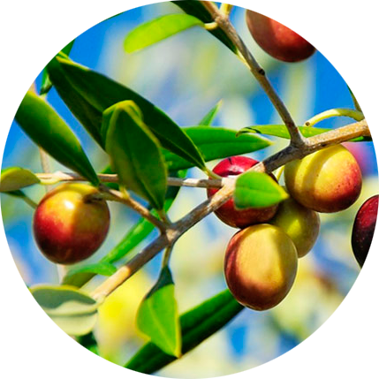 ACEITUNAS